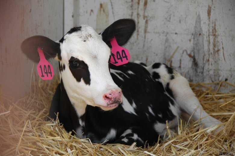 A young holstein calf on an Idaho dairy farm